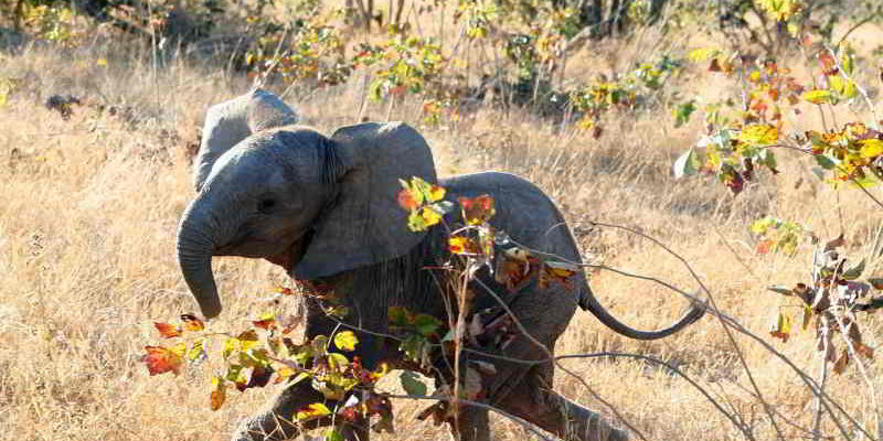 Mittwochstreff: Mit der Kamera in der Wildnis Afrikas @ Akademie 2. Lebenshälfte