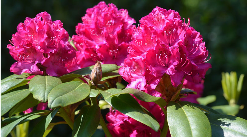 Rhododendron (c) pixabay