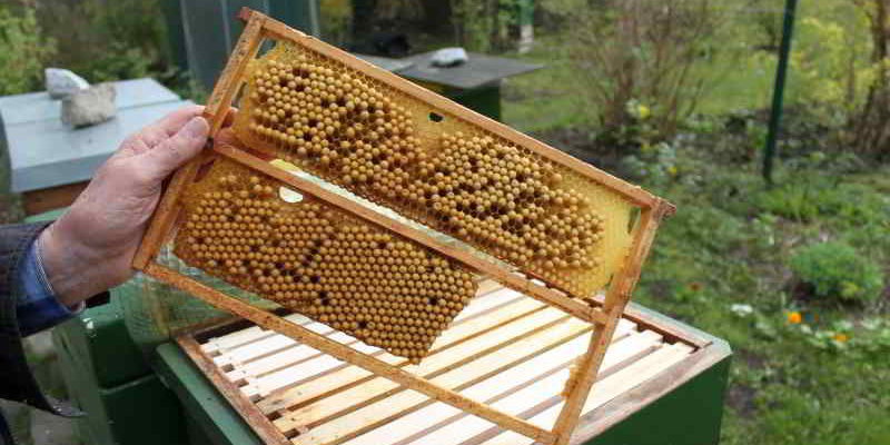 Bienensterben