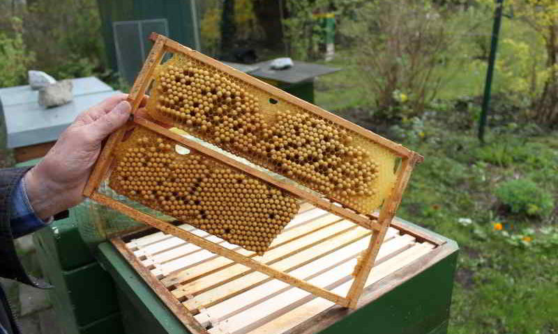 Bienensterben