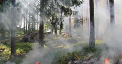 Waldbrandgefahr in Berlin und Brandenburg steigt