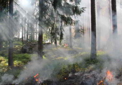 Bisher kam unsere Region 2026 glimpflich davon – verursacht Hitze mehr Waldbrände? Waldbrandgefahr in Berlin und Brandenburg steigt