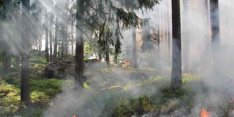 Waldbrandgefahr in Berlin und Brandenburg steigt