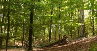 UNESCO-Weltnaturerbe durch Buchenurwälder in Europa erweitert