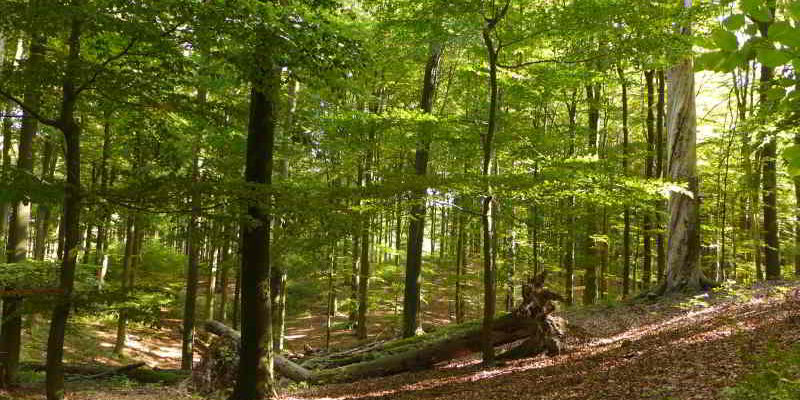 UNESCO-Weltnaturerbe durch Buchenurwälder in Europa erweitert