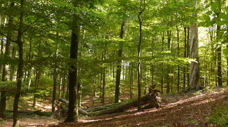 UNESCO-Weltnaturerbe durch Buchenurwälder in Europa erweitert