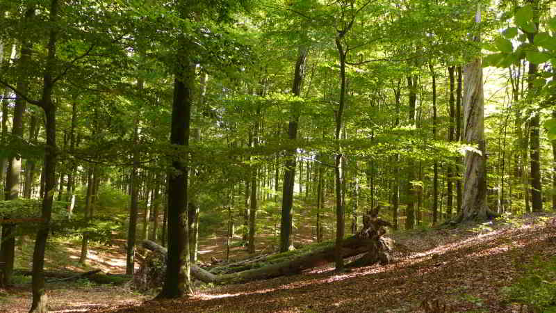 UNESCO-Weltnaturerbe durch Buchenurwälder in Europa erweitert