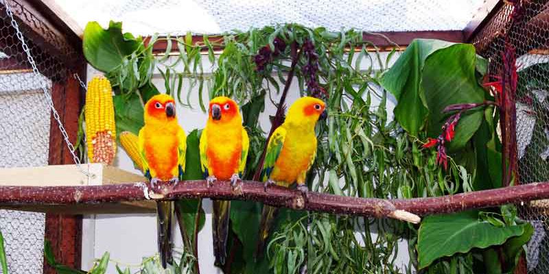 Dschungel-Feeling in Teltow. Bunte Pfirsichköpfchen, Papageien und Aras können Vogel-Liebhaber am 09. und 10. September bei einer Ausstellung bewundern.