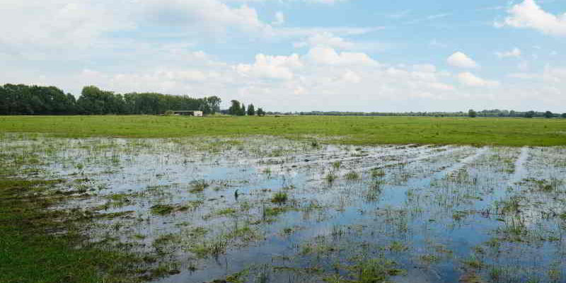 Der Regen sorgt für große Ernteverluste in der Region. Am schlimmsten betroffen ist Getreide. Und die Sommer der Zukunft werden nicht besser...