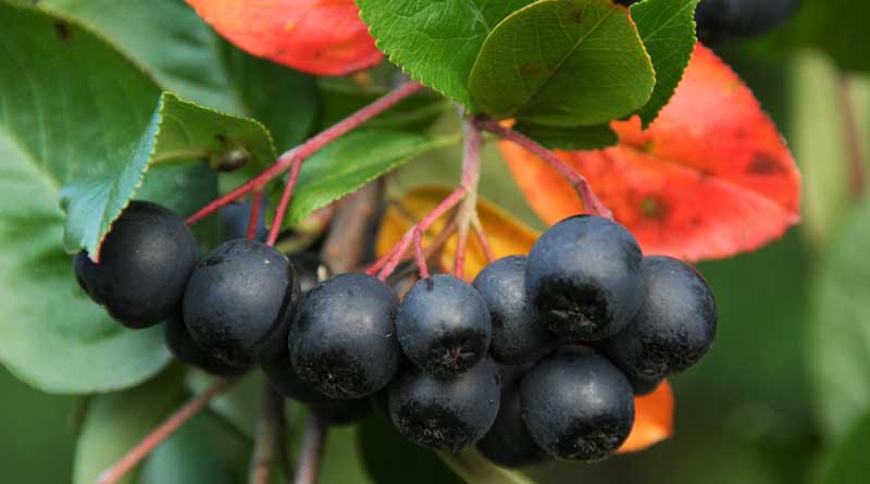 Aronia aus Brandenburg