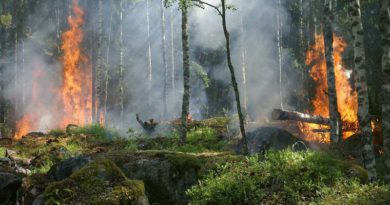 Waldbrände in Branenburg