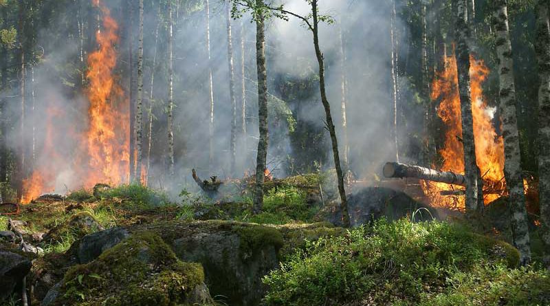 Waldbrände in Branenburg