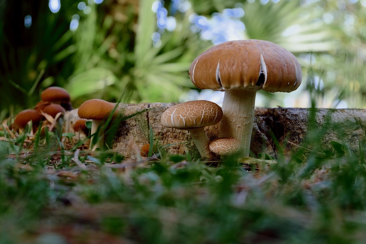 Mushrooms (Image by Couleur [CC0 Public Domain], via Pixabay)