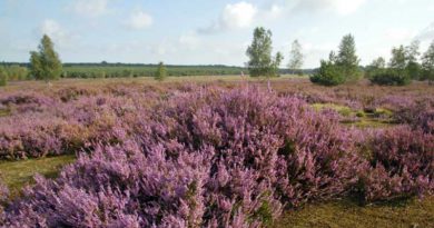 Naturpark Lausitzer Heidelandschaft