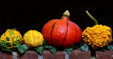 Pumpkin_(Image by ulleo [CC0 Public Domain], via Pixabay)