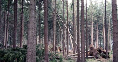 Nach dem Sturm „Xavier“ warnen die Brandenburger und Berliner Forsten vor Spaziergängen in Wäldern, Parks und Grünanlagen.