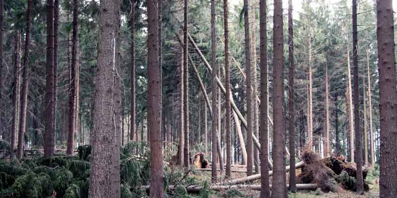 Nach dem Sturm „Xavier“ warnen die Brandenburger und Berliner Forsten vor Spaziergängen in Wäldern, Parks und Grünanlagen.