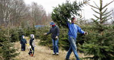 Wer seinen Weihnachtsbaum selber schlagen will, hat in Brandenburg bei Förstereien und auf Privatplantagen eine große Auswahl.