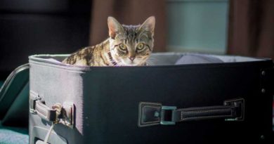 Katze
