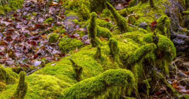 Durch herumliegende Bäume und Äste sieht der Wald für Spaziergänger manchmal unaufgeräumt aus. Doch diese Unordung hat System, denn das Totholz ist Lebensraum vieler wichtiger Organismen. In einem gemeinsamem Pilotprojekt des Landesbetriebs Forst Brandenburg und der Design Akademie Berlin wurden vier Kurzfilme erstellt, die mit dem Vorurteil aufräumen sollen.