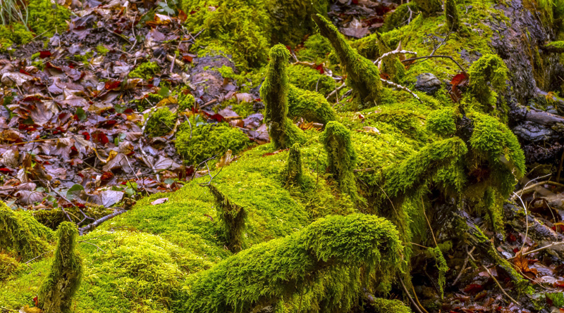 Durch herumliegende Bäume und Äste sieht der Wald für Spaziergänger manchmal unaufgeräumt aus. Doch diese Unordung hat System, denn das Totholz ist Lebensraum vieler wichtiger Organismen. In einem gemeinsamem Pilotprojekt des Landesbetriebs Forst Brandenburg und der Design Akademie Berlin wurden vier Kurzfilme erstellt, die mit dem Vorurteil aufräumen sollen.