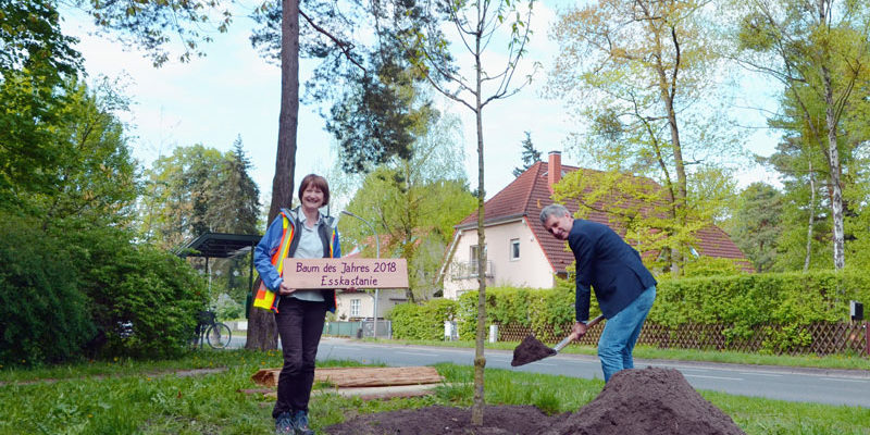 Kleinmachnows Bürgermeister Michael Grubert hat an der Hohen Kiefer eine Esskastanie gepflanzt