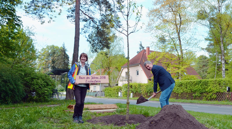 Kleinmachnows Bürgermeister Michael Grubert hat an der Hohen Kiefer eine Esskastanie gepflanzt
