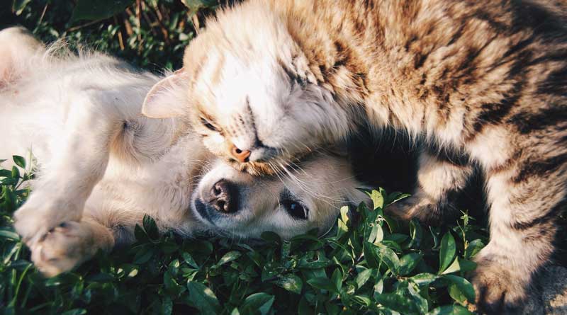 Hund und Katze (c) pixabay