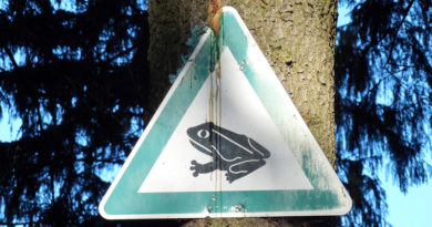 Krötenwanderung Schild