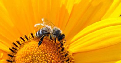 Am 7. und 8. Juli zwischen 10:00 und 15:00 Uhr empfangen zahlreiche Bienenzüchter beim „Tag der deutschen Imkerei“ interessierte Besucher an ihren Bienenständen. Auch der Imkerverein Region Teltow beteiligt sich wieder an der bundesweiten Aktion.