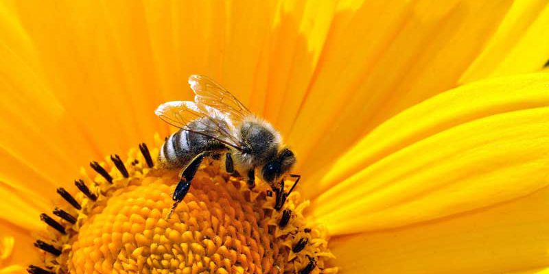 Am 7. und 8. Juli zwischen 10:00 und 15:00 Uhr empfangen zahlreiche Bienenzüchter beim „Tag der deutschen Imkerei“ interessierte Besucher an ihren Bienenständen. Auch der Imkerverein Region Teltow beteiligt sich wieder an der bundesweiten Aktion.