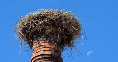 Am 17. Juni wird in Großbeeren trotz des fehlenden Hauptdarstellers das alljährliche Storchenfest gefeiert. Von 14 bis 18 Uhr wird es auf dem Gutshof bei freiem Eintritt Bastel-, Mitmach- und Informationsstände geben.