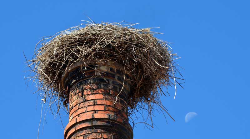 Am 17. Juni wird in Großbeeren trotz des fehlenden Hauptdarstellers das alljährliche Storchenfest gefeiert. Von 14 bis 18 Uhr wird es auf dem Gutshof bei freiem Eintritt Bastel-, Mitmach- und Informationsstände geben.