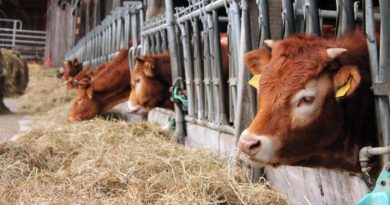 Dürre geschädigte Rinder-, Schweinehalter und Schafhalter in Brandenburg können ab sofort einen Antrag für eine Beihilfe zur Unterstützung von Futterzukäufen beantragen.