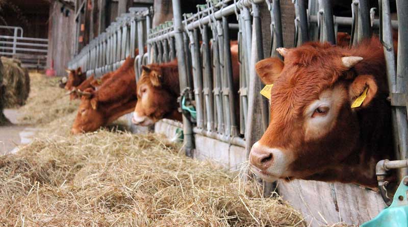 Dürre geschädigte Rinder-, Schweinehalter und Schafhalter in Brandenburg können ab sofort einen Antrag für eine Beihilfe zur Unterstützung von Futterzukäufen beantragen.