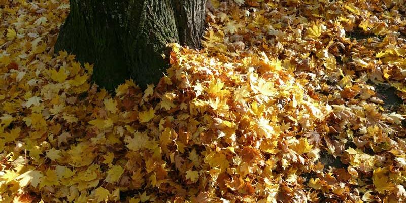 Der Herbst ist und mit ihm die Laubhaufen an den Straßenrändern. Doch zu viel davon sorgen für rutschige Gehwege und verstopfen die Gullis. Darum wird das Laub regelmäßig abgeholt. Die Termine der APM in Teltow, Kleinmachnow und Stahnsdorf.