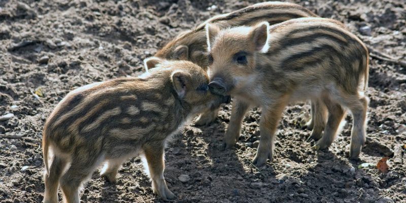 Jetzt im Herbst fressen sie sich die Fettreserven für den Winter an und da es viel praktischer ist, Gemüse aus dem Garten oder aus einer umgekippten Mülltonne zu futtern, weiten sie ihre Futtersuche gerne auch auf Eigenheime in Kleinmachnow oder wie kürzllich in Schenkenhorst auf ganze Fußballplätze aus.