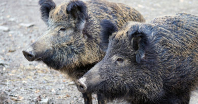 Wildschweine