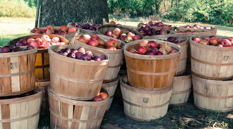 uf dem Berliner Messegelände unter dem Funkturm findet vom 6. bis zum 8. Februar die Fruit Logistica statt. Auf der Fachmesse werden mehr als 78.000 Unternehmer aus der ganzen Welt erwartet.