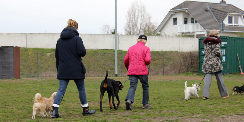 Ein Anlaufpunkt für die Erziehung des Vierbeiners ist der Hundegebrauchsverein Berlin-Spandau/Güterfelde e. V.