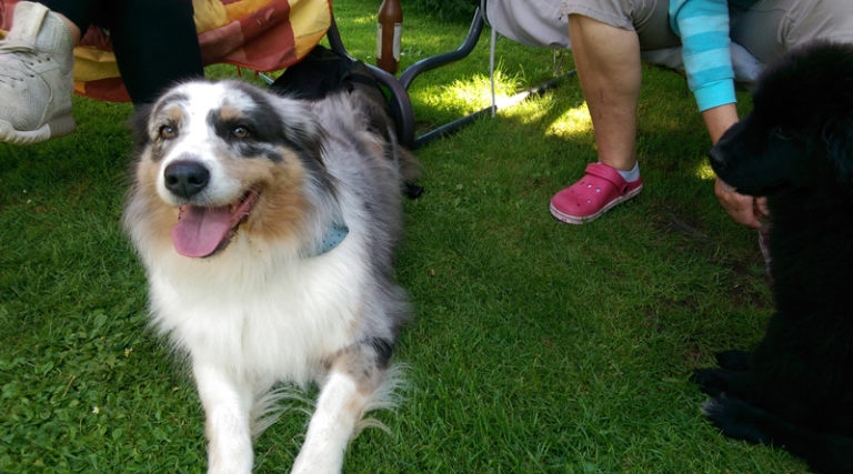 Müll gefressen Familie trauert um toten Hund StadtBlatt Verlag