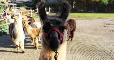 Große braune Augen, kuscheliges Fell und eine unglaublich beruhigende Ausstrahlung – wer mit Lamas wandern geht, tut seiner Seele und seinem Körper ­etwas Gutes. Mit ihren Therapietieren besucht Olga Weigert Seniorenheime, Kliniken, Hospize oder Schulen. Man kann aber auch in Stahnsdorf mit ihnen wandern.