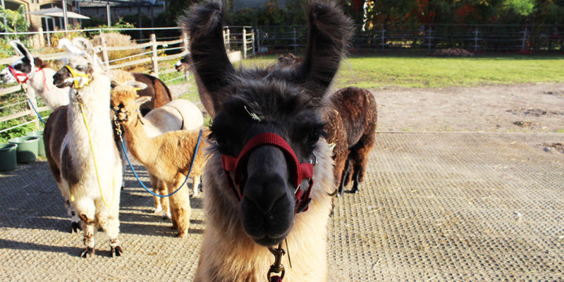 Große braune Augen, kuscheliges Fell und eine unglaublich beruhigende Ausstrahlung – wer mit Lamas wandern geht, tut seiner Seele und seinem Körper ­etwas Gutes. Mit ihren Therapietieren besucht Olga Weigert Seniorenheime, Kliniken, Hospize oder Schulen. Man kann aber auch in Stahnsdorf mit ihnen wandern.