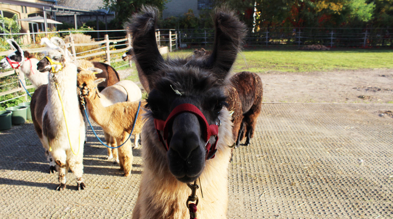 Große braune Augen, kuscheliges Fell und eine unglaublich beruhigende Ausstrahlung – wer mit Lamas wandern geht, tut seiner Seele und seinem Körper ­etwas Gutes. Mit ihren Therapietieren besucht Olga Weigert Seniorenheime, Kliniken, Hospize oder Schulen. Man kann aber auch in Stahnsdorf mit ihnen wandern.