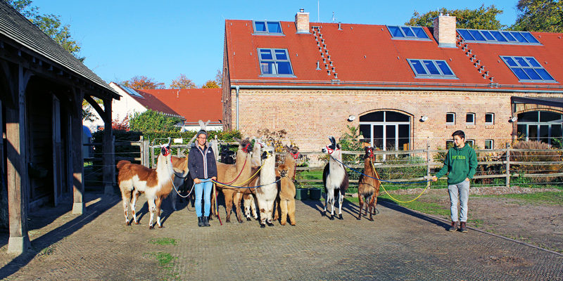 Große braune Augen, kuscheliges Fell und eine unglaublich beruhigende Ausstrahlung – wer mit Lamas wandern geht, tut seiner Seele und seinem Körper ­etwas Gutes. Mit ihren Therapietieren besucht Olga Weigert Seniorenheime, Kliniken, Hospize oder Schulen. Man kann aber auch in Stahnsdorf mit ihnen wandern.