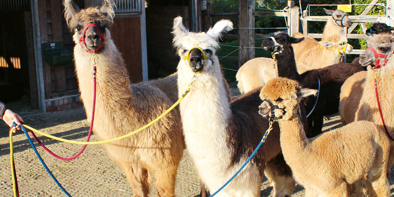 Große braune Augen, kuscheliges Fell und eine unglaublich beruhigende Ausstrahlung – wer mit Lamas wandern geht, tut seiner Seele und seinem Körper ­etwas Gutes. Mit ihren Therapietieren besucht Olga Weigert Seniorenheime, Kliniken, Hospize oder Schulen. Man kann aber auch in Stahnsdorf mit ihnen wandern.