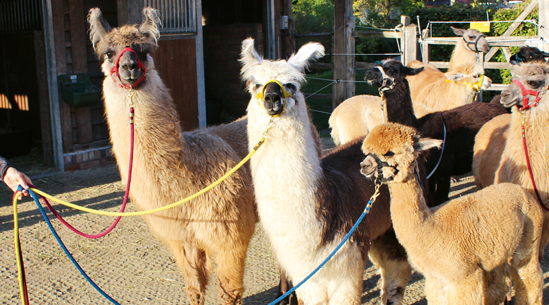 Große braune Augen, kuscheliges Fell und eine unglaublich beruhigende Ausstrahlung – wer mit Lamas wandern geht, tut seiner Seele und seinem Körper ­etwas Gutes. Mit ihren Therapietieren besucht Olga Weigert Seniorenheime, Kliniken, Hospize oder Schulen. Man kann aber auch in Stahnsdorf mit ihnen wandern.