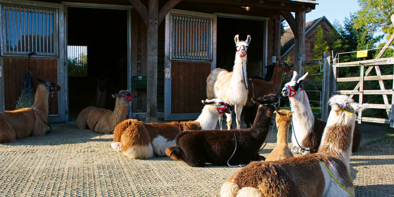 Große braune Augen, kuscheliges Fell und eine unglaublich beruhigende Ausstrahlung – wer mit Lamas wandern geht, tut seiner Seele und seinem Körper ­etwas Gutes. Mit ihren Therapietieren besucht Olga Weigert Seniorenheime, Kliniken, Hospize oder Schulen. Man kann aber auch in Stahnsdorf mit ihnen wandern.