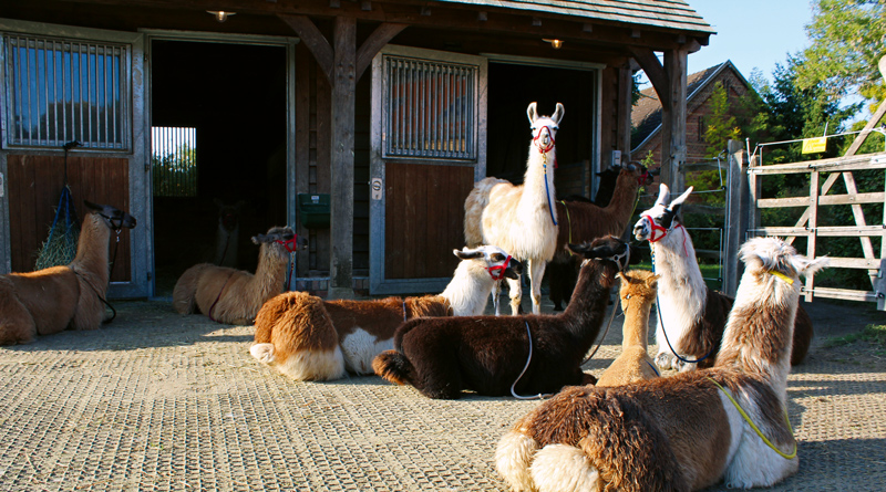 Große braune Augen, kuscheliges Fell und eine unglaublich beruhigende Ausstrahlung – wer mit Lamas wandern geht, tut seiner Seele und seinem Körper ­etwas Gutes. Mit ihren Therapietieren besucht Olga Weigert Seniorenheime, Kliniken, Hospize oder Schulen. Man kann aber auch in Stahnsdorf mit ihnen wandern.