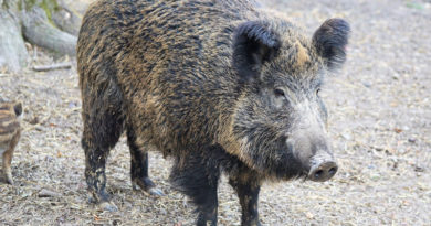 Zum 1. April 2020 schreibt die Jagdgenossenschaft Güterfelde die Neuverpachtung des Jagdbezirks Güterfelde im Landkreis Potsdam-Mittelmark über einen Zeitraum von 9 Jahren neu aus.